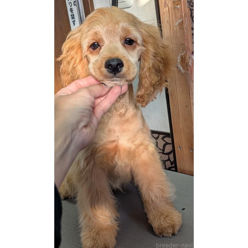 商談中の愛知県のコッカプー:アメリカンコッカースパニエル×トイプードル-416626の17枚目