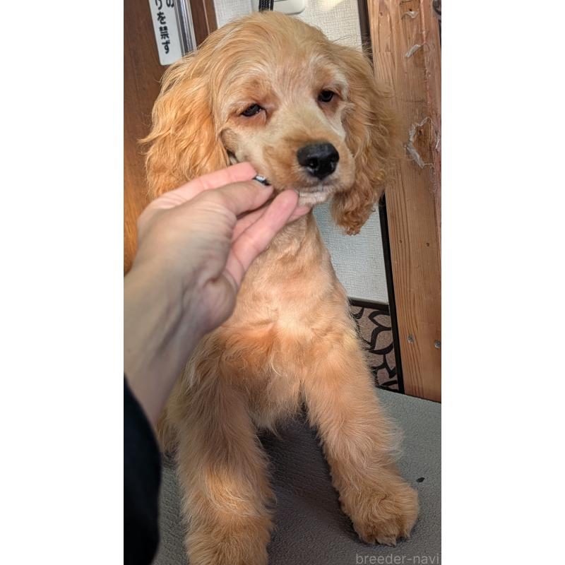 商談中の愛知県のコッカプー:アメリカンコッカースパニエル×トイプードル-416626の16枚目