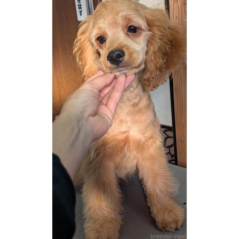 商談中の愛知県のコッカプー:アメリカンコッカースパニエル×トイプードル-416626の15枚目