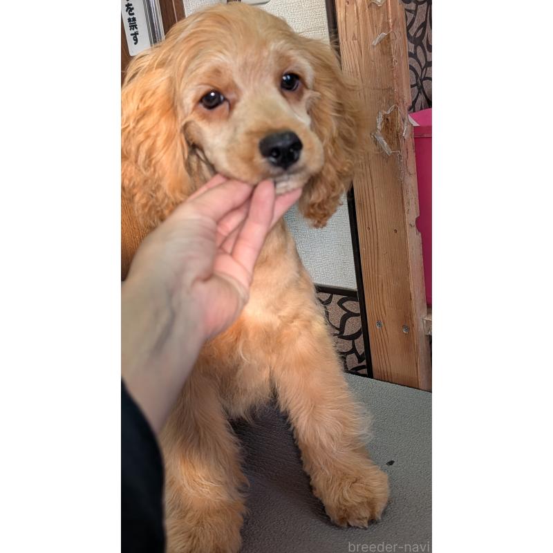 商談中の愛知県のコッカプー:アメリカンコッカースパニエル×トイプードル-416626の14枚目