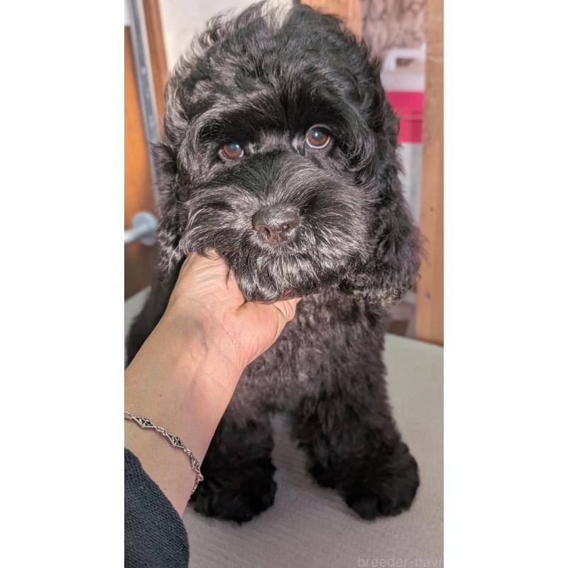 成約済の愛知県のコッカプー:アメリカンコッカースパニエル×トイプードル-416720の9枚目