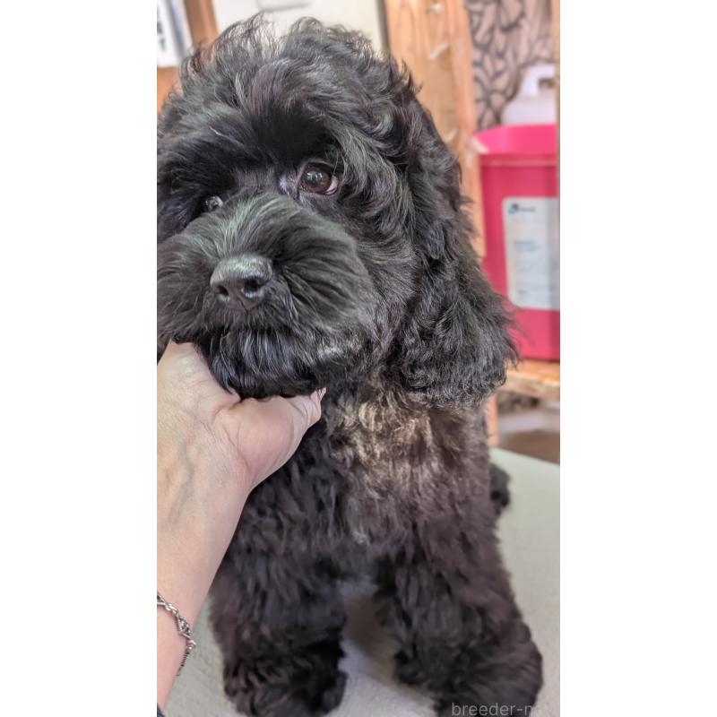 成約済の愛知県のコッカプー:アメリカンコッカースパニエル×トイプードル-416720の8枚目