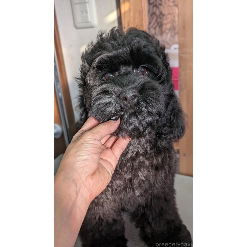 成約済の愛知県のコッカプー:アメリカンコッカースパニエル×トイプードル-416720の7枚目