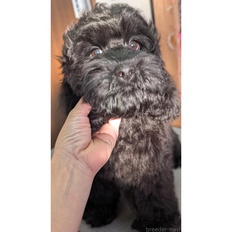 成約済の愛知県のコッカプー:アメリカンコッカースパニエル×トイプードル-416720の5枚目