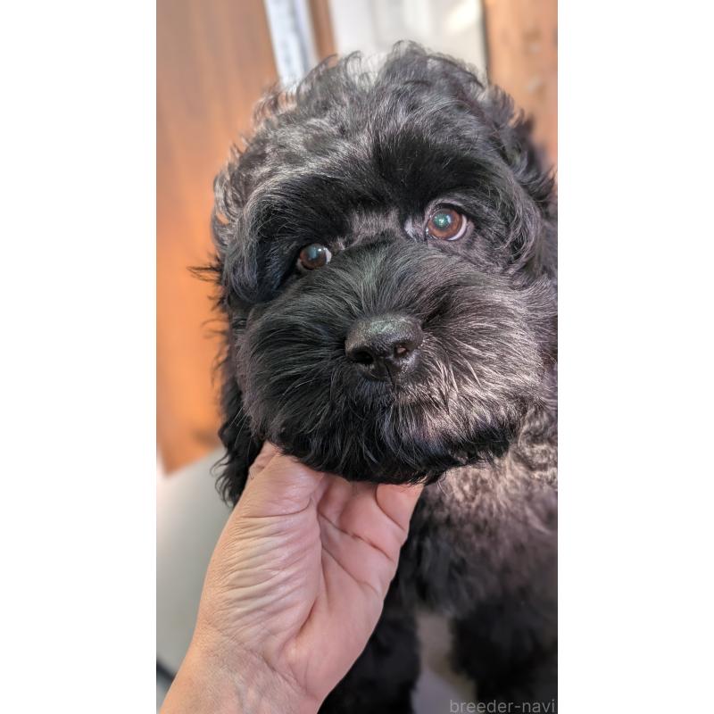 成約済の愛知県のコッカプー:アメリカンコッカースパニエル×トイプードル-416720の4枚目