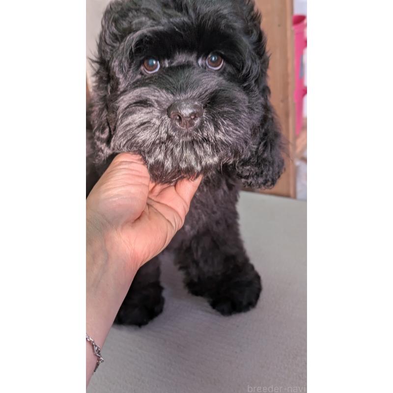 成約済の愛知県のコッカプー:アメリカンコッカースパニエル×トイプードル-416720の3枚目