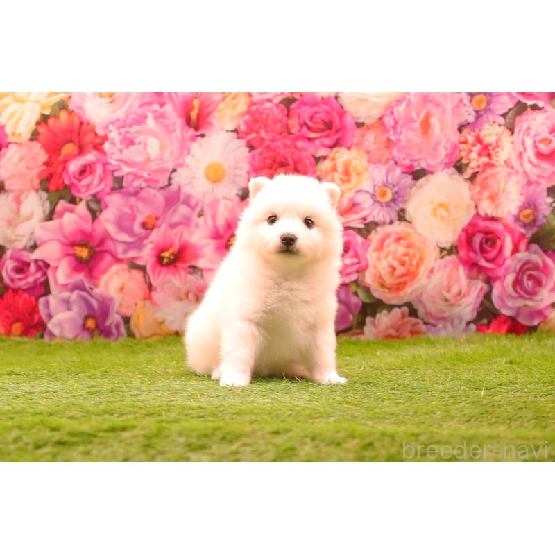 販売中の茨城県の日本スピッツ-427587の4枚目