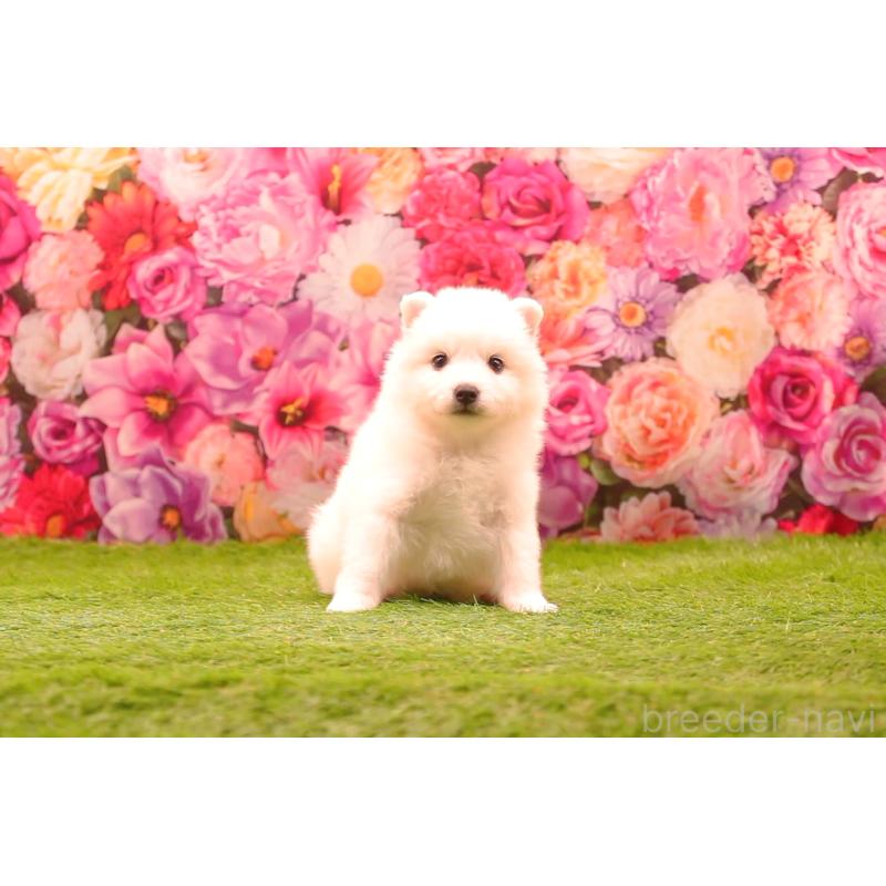 販売中の茨城県の日本スピッツ-427587の3枚目