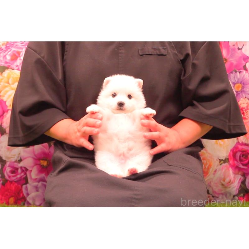 販売中の茨城県の日本スピッツ-427587の2枚目