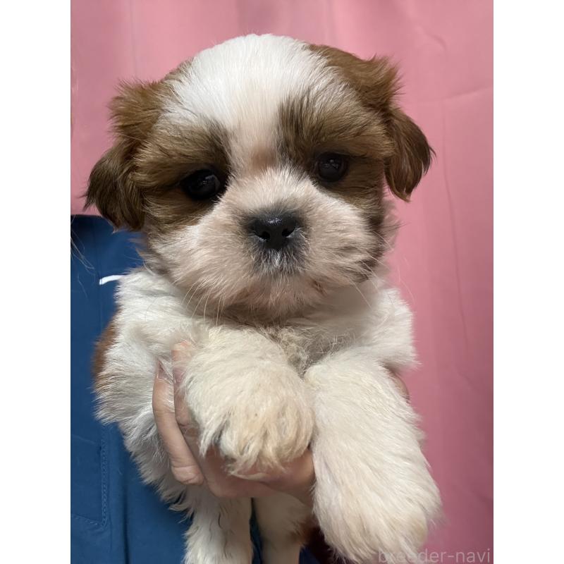 販売中の茨城県のシーズー-423355の6枚目