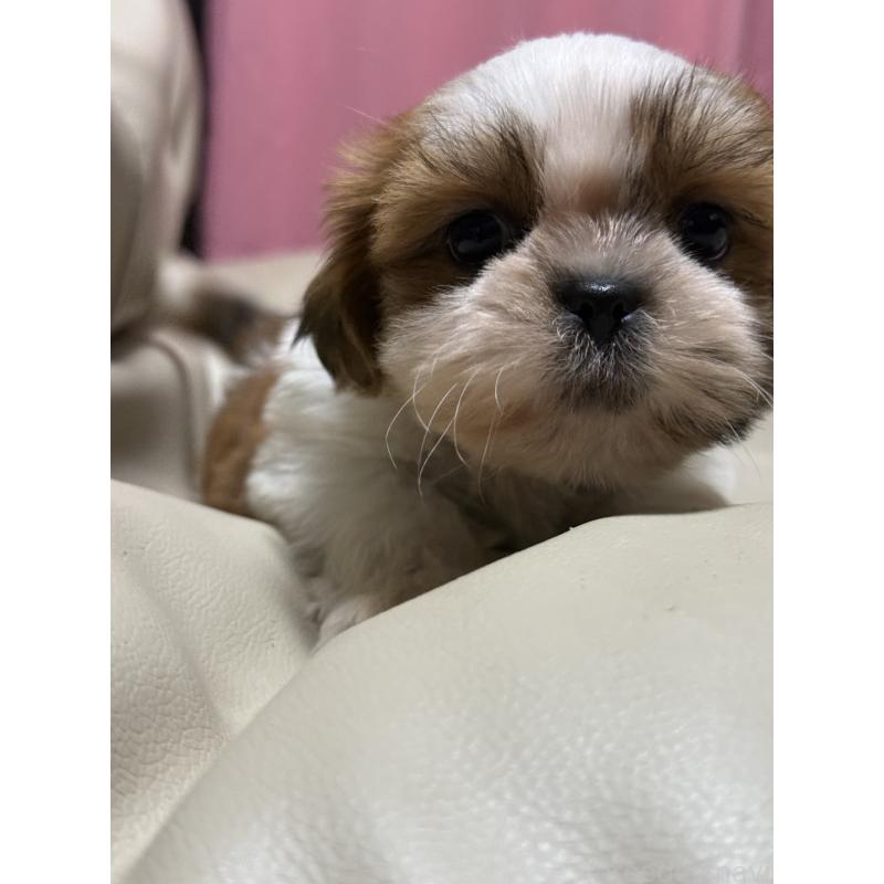 販売中の茨城県のシーズー-423355の5枚目