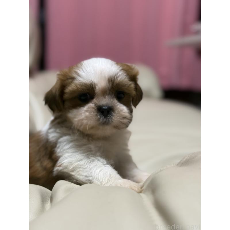 販売中の茨城県のシーズー-423355の4枚目