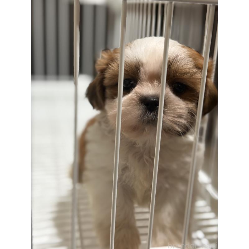 販売中の茨城県のシーズー-423355の3枚目