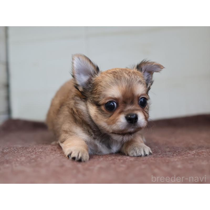 成約済の愛知県のチワワ(ロングコート)-424719の8枚目