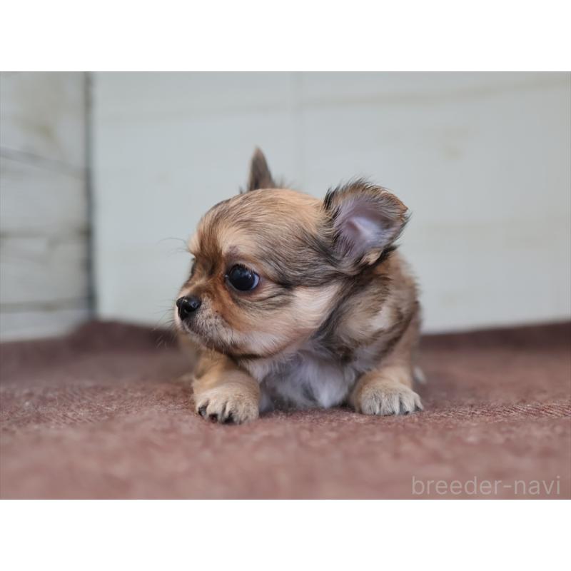 成約済の愛知県のチワワ(ロングコート)-424719の7枚目