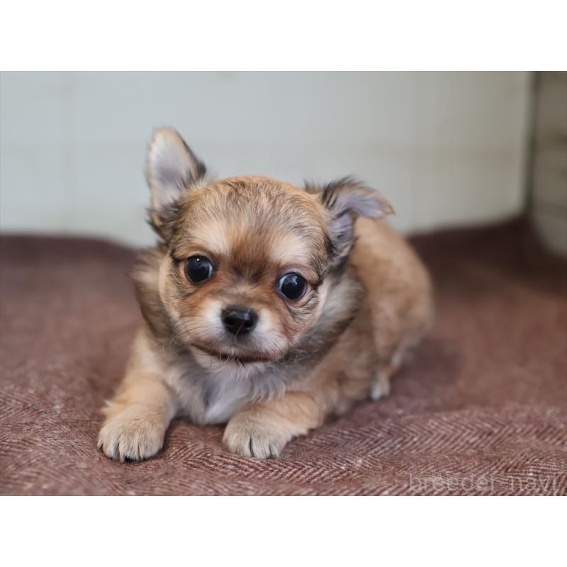 成約済の愛知県のチワワ(ロングコート)-424719の6枚目