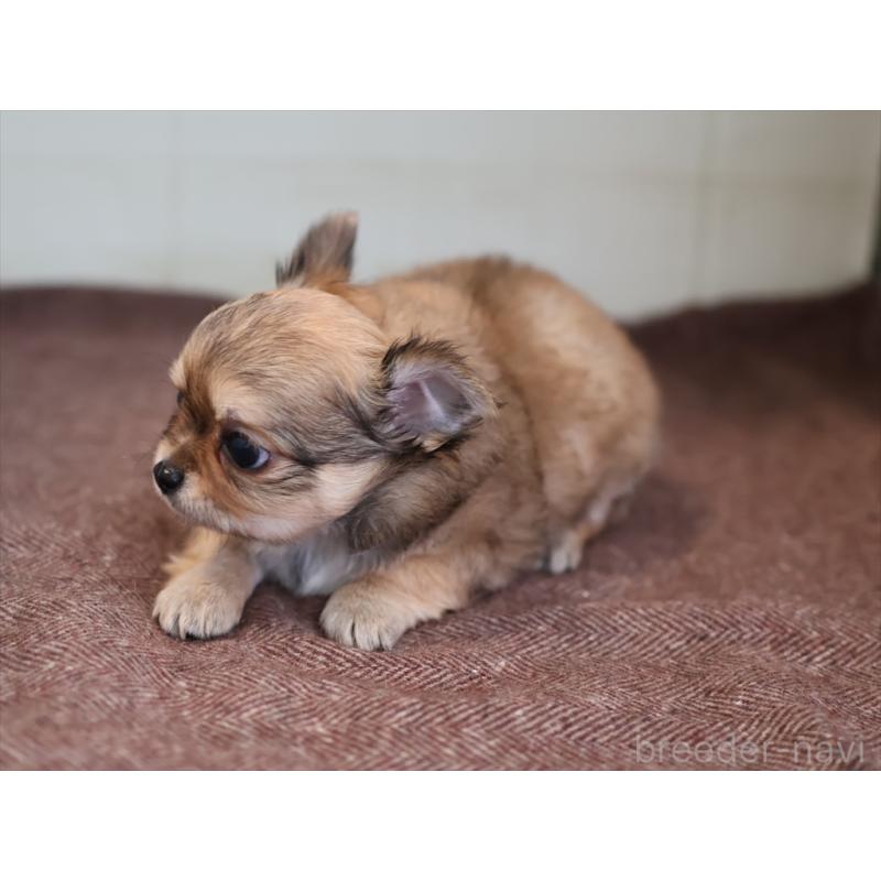 成約済の愛知県のチワワ(ロングコート)-424719の5枚目