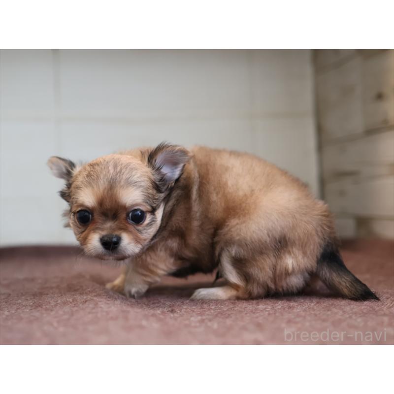 成約済の愛知県のチワワ(ロングコート)-424719の4枚目