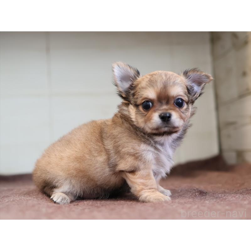 成約済の愛知県のチワワ(ロングコート)-424719の3枚目