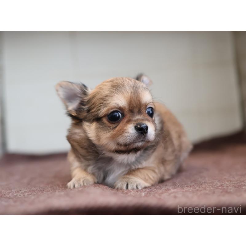 成約済の愛知県のチワワ(ロングコート)-424719の2枚目