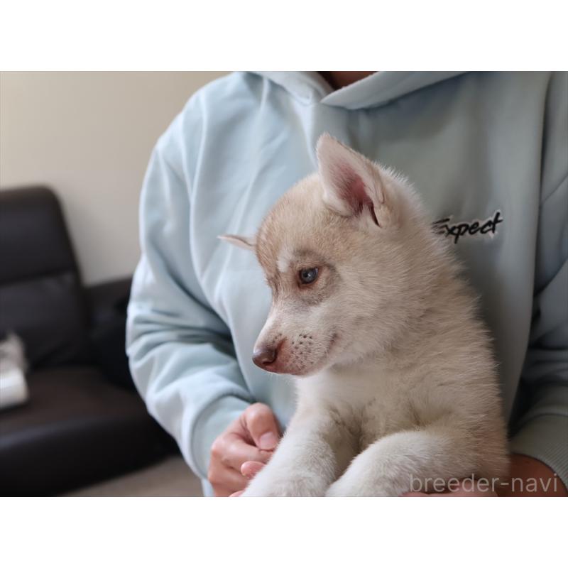 成約済の愛知県のシベリアンハスキー-420701の9枚目