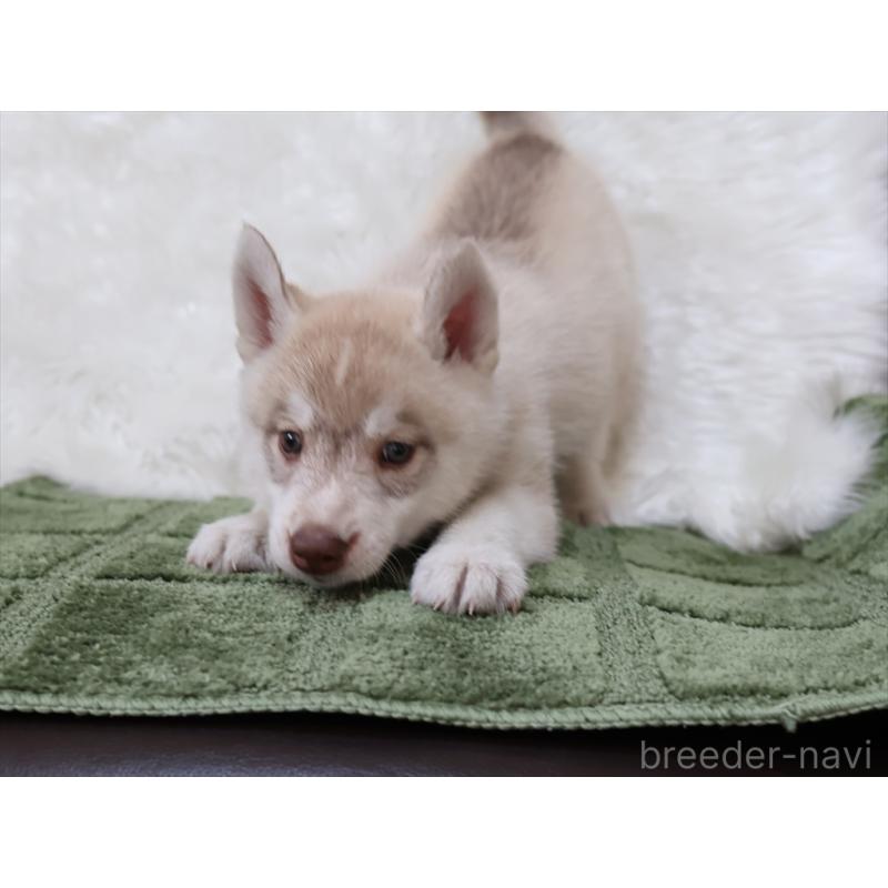 成約済の愛知県のシベリアンハスキー-420701の8枚目