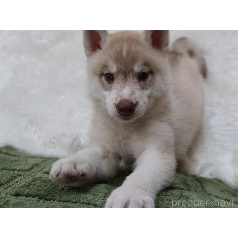 成約済の愛知県のシベリアンハスキー-420701の7枚目