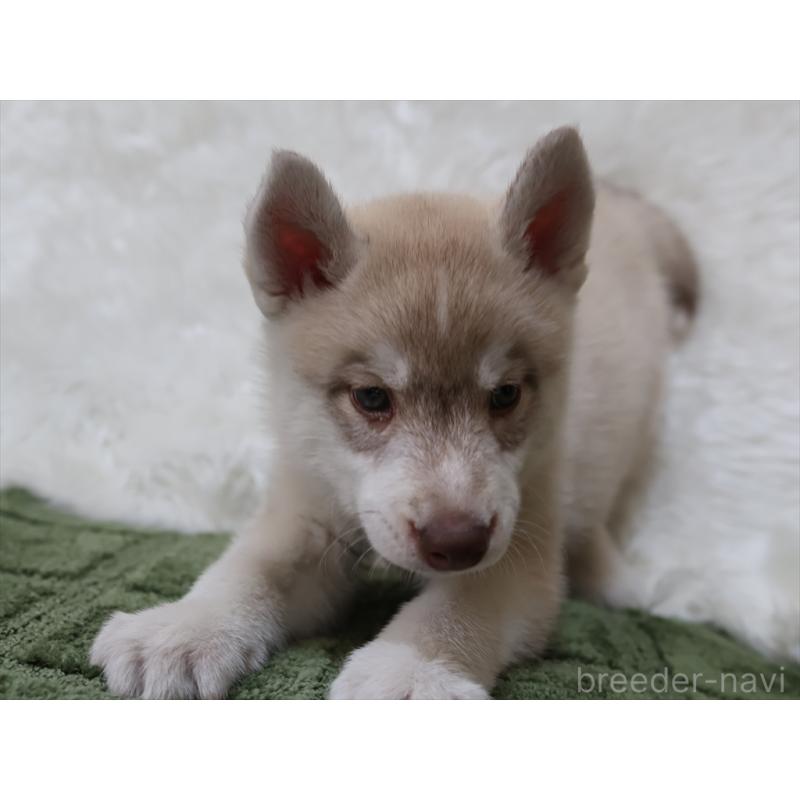 成約済の愛知県のシベリアンハスキー-420701の6枚目