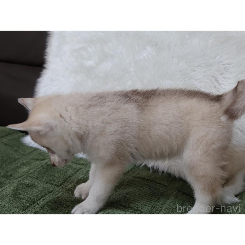 成約済の愛知県のシベリアンハスキー-420701の5枚目