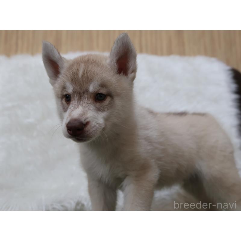 成約済の愛知県のシベリアンハスキー-420701の4枚目