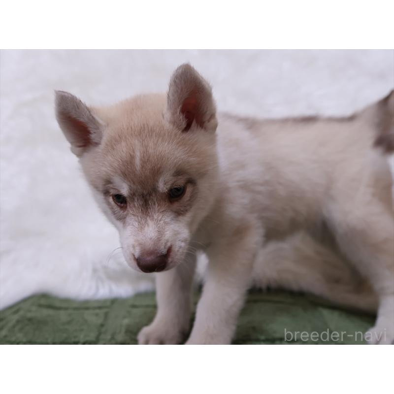 成約済の愛知県のシベリアンハスキー-420701の3枚目