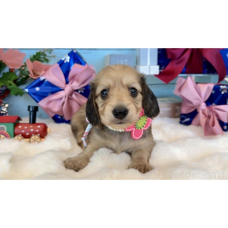 成約済の埼玉県のミニチュアダックスフンド(ロングヘアード)-425289の9枚目