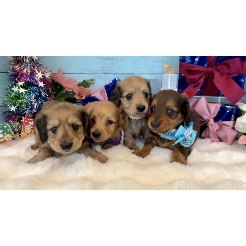 成約済の埼玉県のミニチュアダックスフンド(ロングヘアード)-425289の6枚目