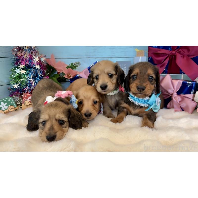 成約済の埼玉県のミニチュアダックスフンド(ロングヘアード)-425289の4枚目