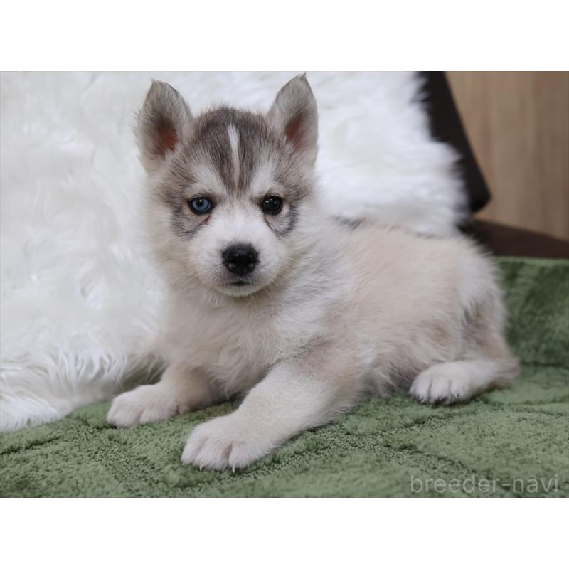 成約済の愛知県のシベリアンハスキー-423389の10枚目