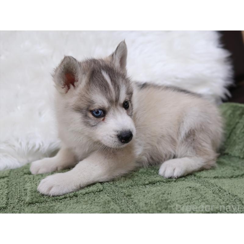 成約済の愛知県のシベリアンハスキー-423389の9枚目