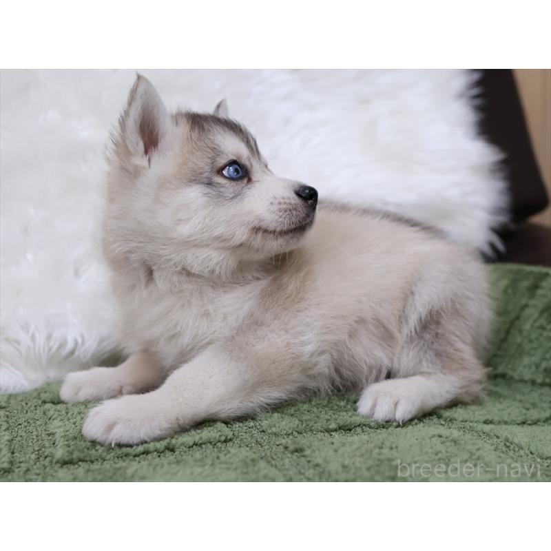 成約済の愛知県のシベリアンハスキー-423389の8枚目