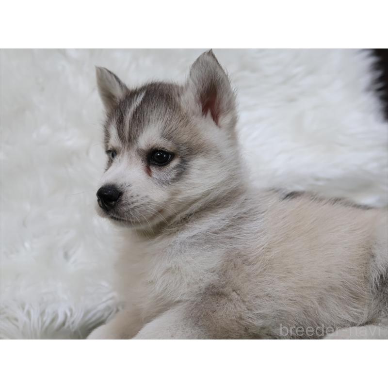 成約済の愛知県のシベリアンハスキー-423389の7枚目