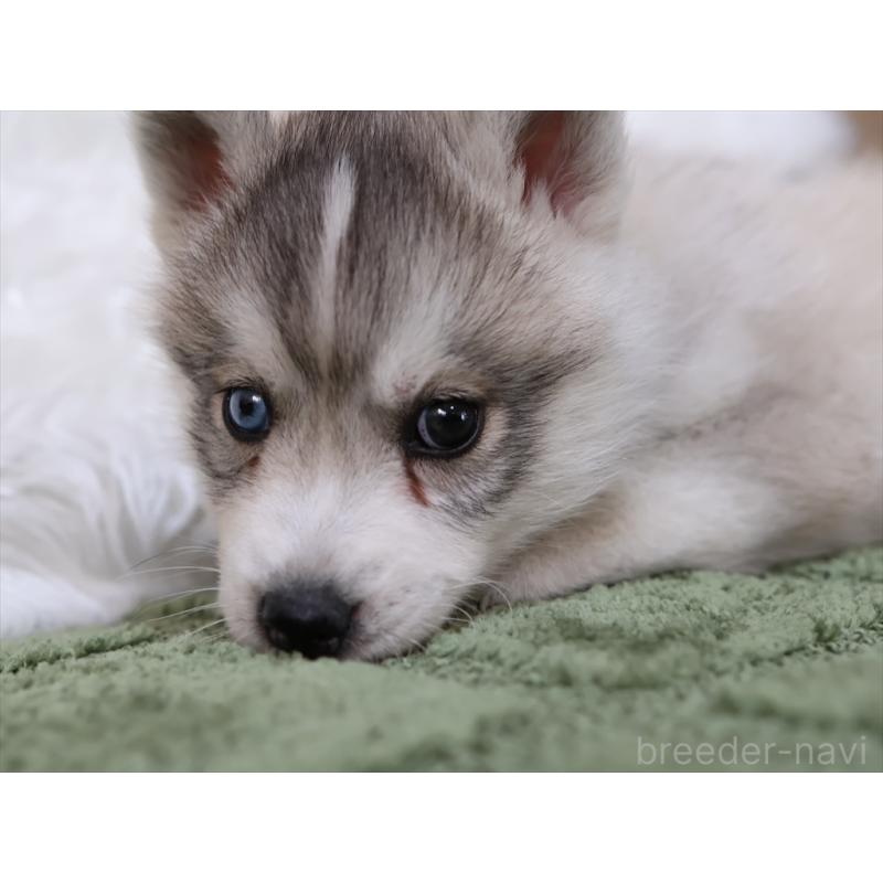 成約済の愛知県のシベリアンハスキー-423389の6枚目