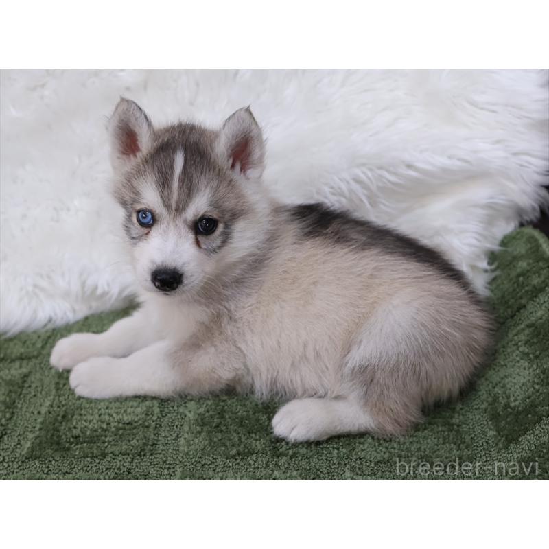 成約済の愛知県のシベリアンハスキー-423389の5枚目