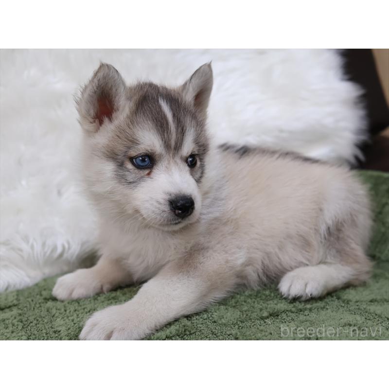 成約済の愛知県のシベリアンハスキー-423389の4枚目