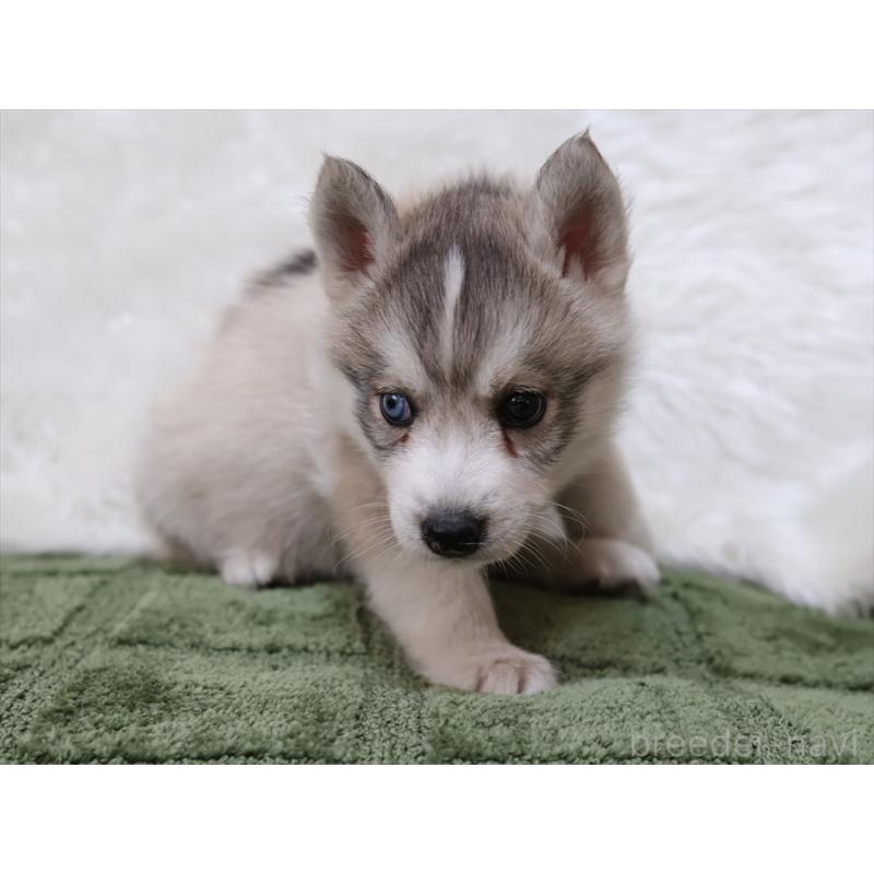 成約済の愛知県のシベリアンハスキー-423389の2枚目