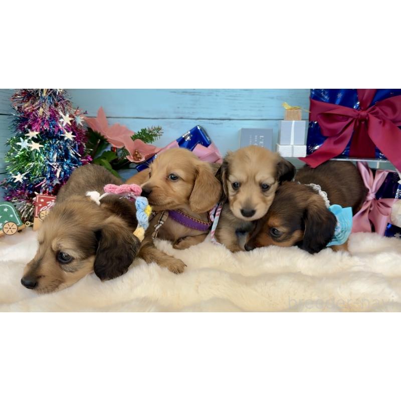 販売中の埼玉県のミニチュアダックスフンド(ロングヘアード)-425290の7枚目