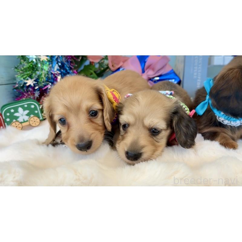 販売中の埼玉県のミニチュアダックスフンド(ロングヘアード)-425290の6枚目