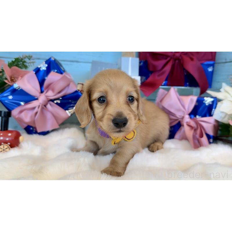 販売中の埼玉県のミニチュアダックスフンド(ロングヘアード)-425290の5枚目