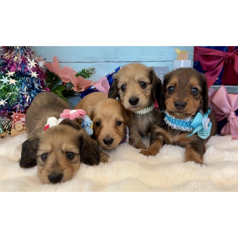 販売中の埼玉県のミニチュアダックスフンド(ロングヘアード)-425290の4枚目