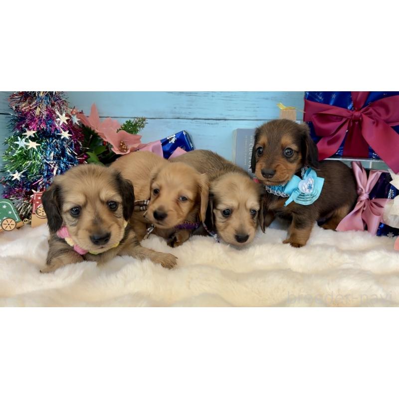 販売中の埼玉県のミニチュアダックスフンド(ロングヘアード)-425290の3枚目