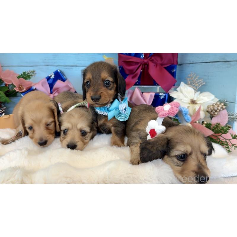 販売中の埼玉県のミニチュアダックスフンド(ロングヘアード)-425288の10枚目