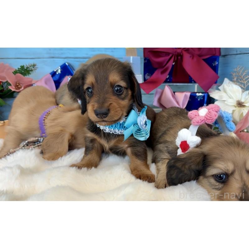 販売中の埼玉県のミニチュアダックスフンド(ロングヘアード)-425288の9枚目