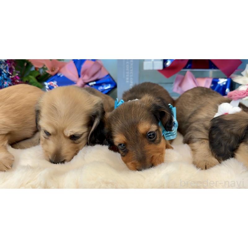 販売中の埼玉県のミニチュアダックスフンド(ロングヘアード)-425288の8枚目